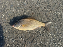 ウミタナゴの釣果