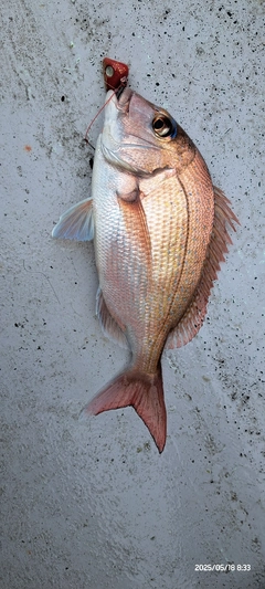 釣果