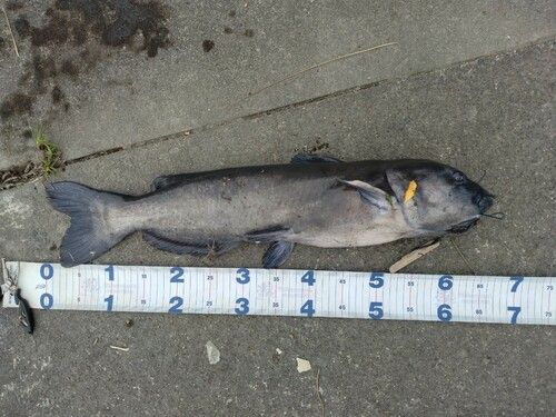 アメリカナマズの釣果