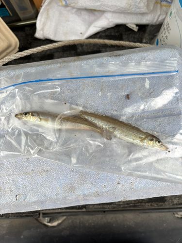 シロギスの釣果