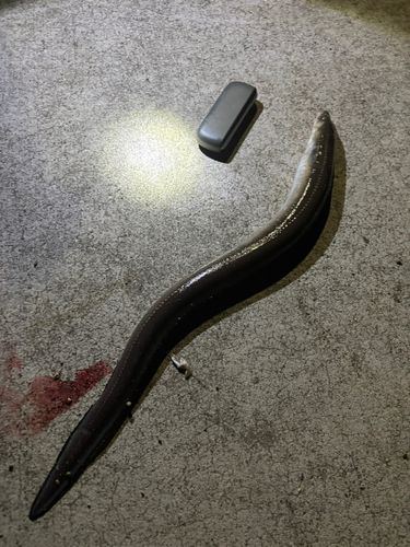 クロアナゴの釣果