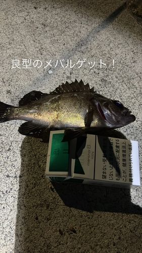 メバルの釣果