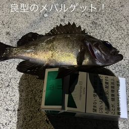メバル