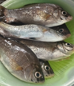 ウミタナゴの釣果