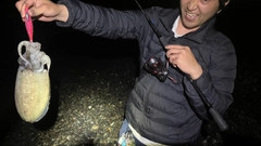 コウイカの釣果