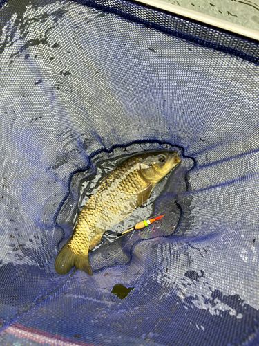 コイの釣果
