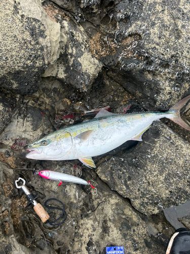 メジロの釣果