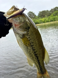 ラージマウスバスの釣果