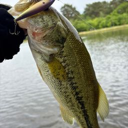 ラージマウスバス