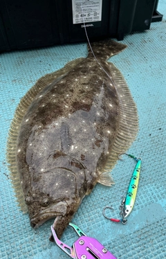 ヒラメの釣果