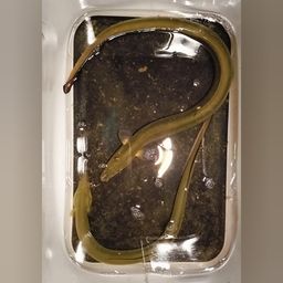ウナギ