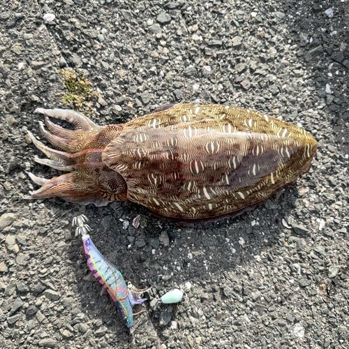 モンゴウイカの釣果