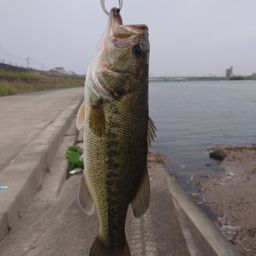 ブラックバス