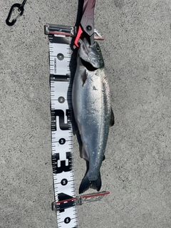 ギンザケの釣果