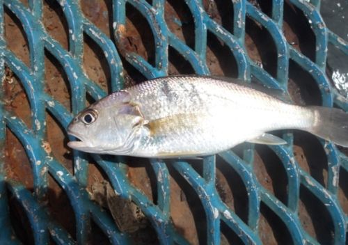 イシモチの釣果