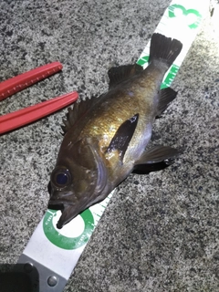 シロメバルの釣果