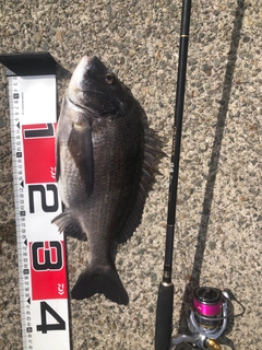 チヌの釣果