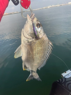 キビレの釣果