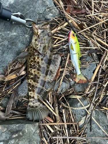 チャイロマルハタの釣果