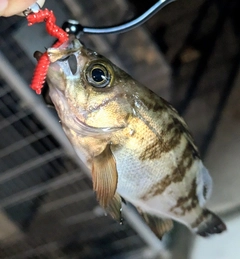 メバルの釣果