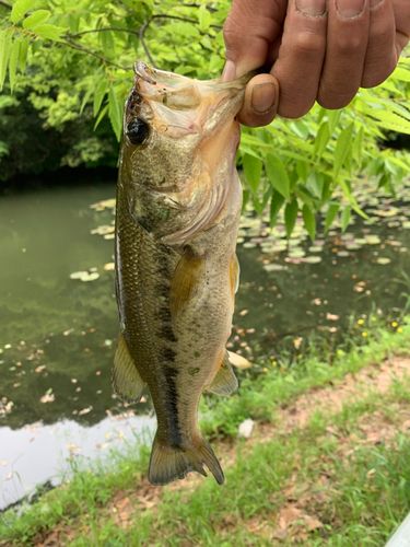 ブラックバスの釣果