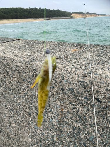 アナハゼの釣果