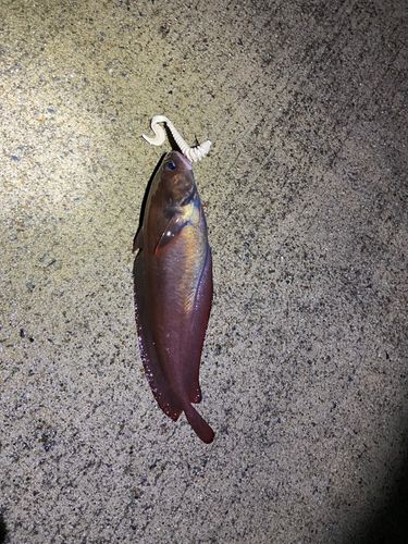 エゾイソアイナメの釣果