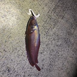 エゾイソアイナメ