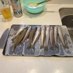 シロギス