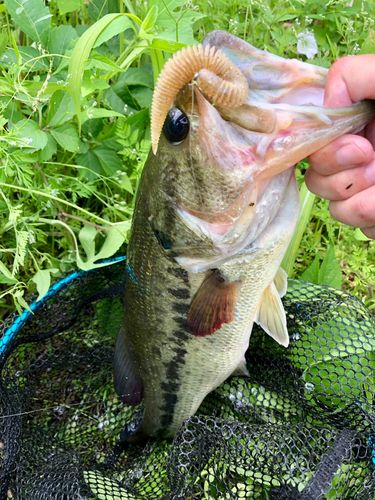 ブラックバスの釣果