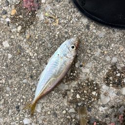 サバ