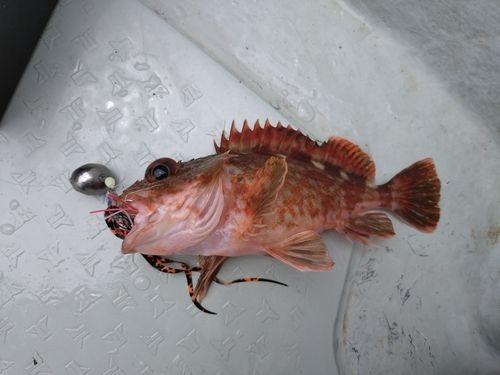 カサゴの釣果
