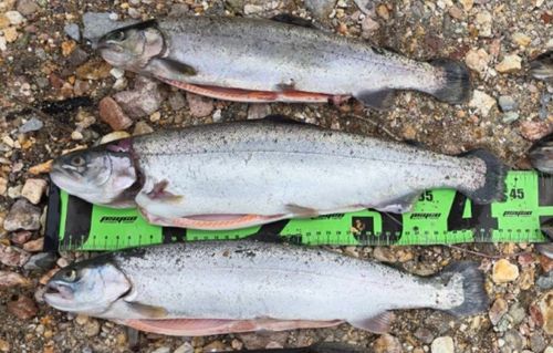 ニジマスの釣果