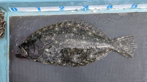 ヒラメの釣果