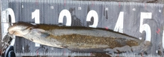 ナマズの釣果