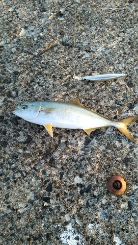 ワカシの釣果
