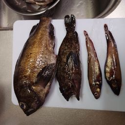 オウゴンムラソイ