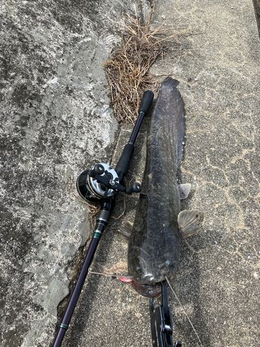 ナマズの釣果