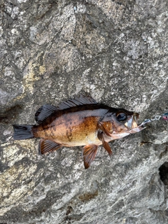 アカメバルの釣果