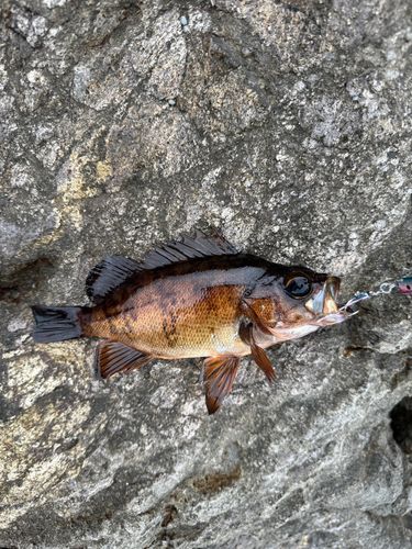 アカメバルの釣果