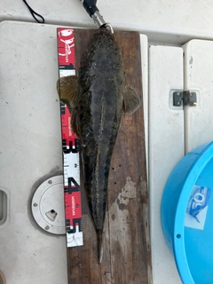 マゴチの釣果