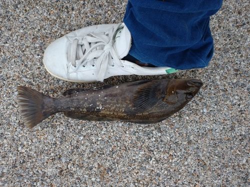 アイナメの釣果