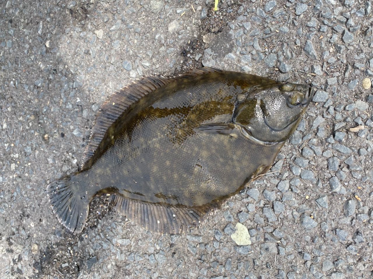 クロガシラガレイ