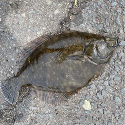 クロガシラガレイ