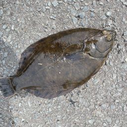 クロガシラガレイ