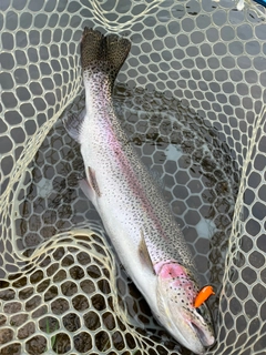 ニジマスの釣果