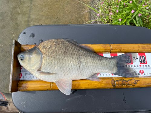 ヘラブナの釣果