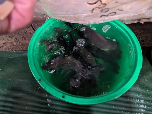 つり堀金ちゃん