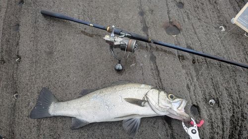 ヒラスズキの釣果