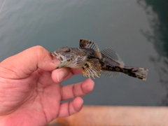 アナハゼの釣果